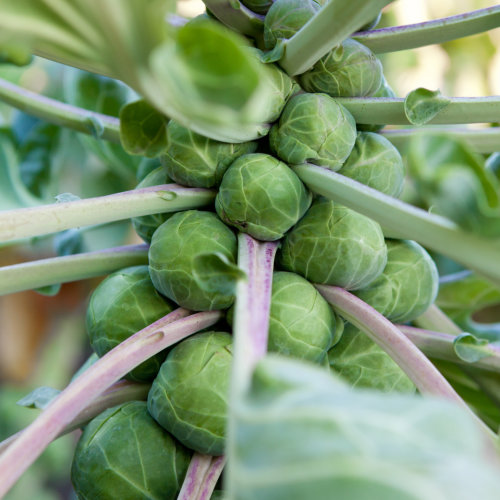 Brussel Sprout Bosworth